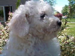 Bichon Frise puppy picture