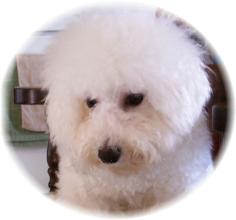 Champion Sired Bichon Frise