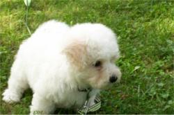 Bichon Frise puppy