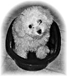 Bichon female from Brazil