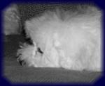 Bichon Frise puppy