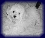 Bichon Frise puppy