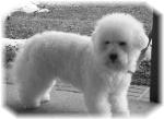 Champion sired Bichon Frise Bitch