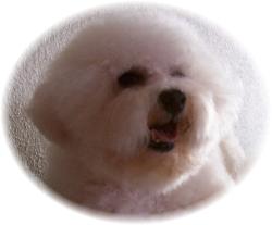 Max, my Champion Sired Male Bichon from Canada. AKC DNA Profiled. Beautiful coat and perfect pigmentation.