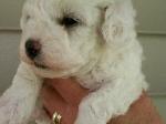 BICHON FRISE PUPPY PICTURE