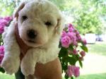 BICHON FRISE PUPPY PICTURE