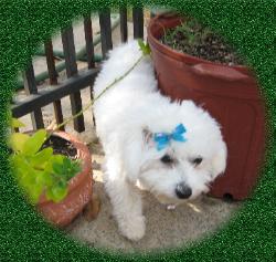 Bichon Frise puppy 