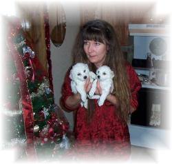 Bichon Frise puppies