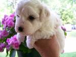 BICHON FRISE PUPPY PICTURE