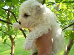 BICHON FRISE PUPPY PICTURE