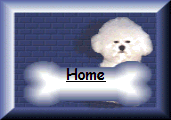 Bichon, Bichons, Bichon Frise puppies,Bichon pups, Bichon puppy,Bichon Frise puppy,Bichon puppies,Bichon dog, Bichon Frise dog