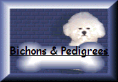 AKC registered Bichon Frise, Champion  pedigrees