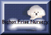 Bichon Frise puppy