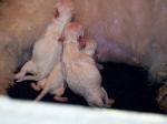 Newborn Bichon Frise puppies