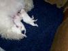 Newborn bichon puppy