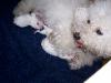 Female Bichon with newborn puppies