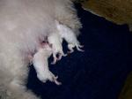 bichon puppies