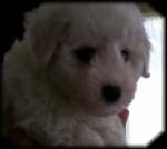 Snowball