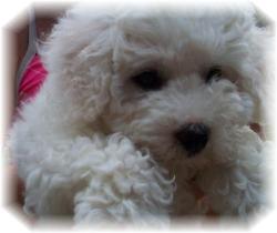 Bichon Frise puppy picture