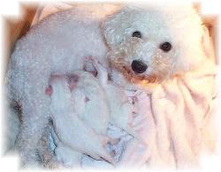 Past litter of newborn Bichon puppies