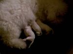 bichon frise puppy