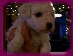 Snowball,bichon 5 weeks