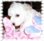 Snowball
