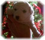 Bichon Frise Christmas puppy