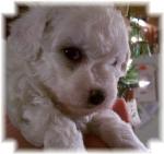Zoey,Bichon Frise female 5 weeks