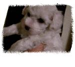 Zoey,bichon puppy 5 weeks
